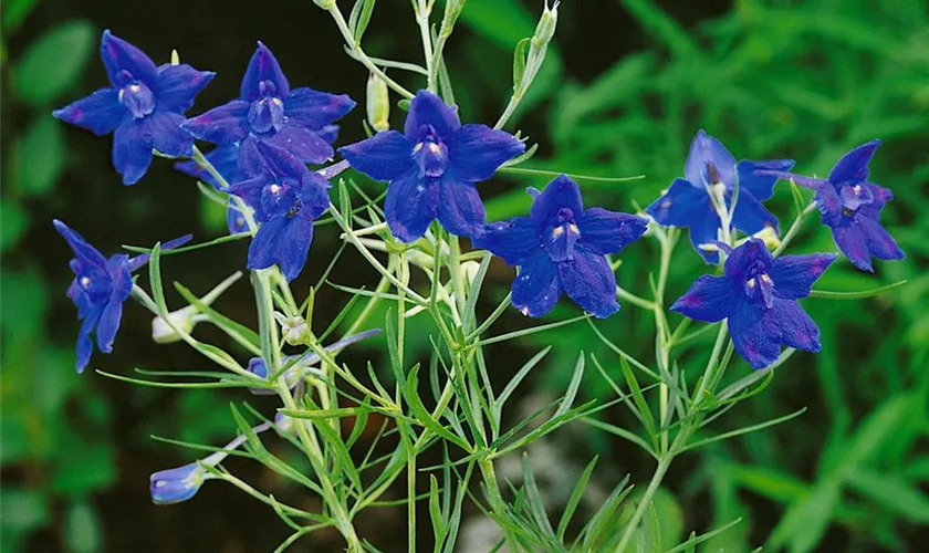 Verzweigter Garten-Rittersporn 'Surprise'