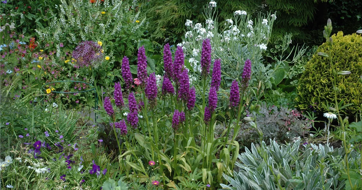 Dactylorhiza elata Pflanze, Pflege & Tipps Floragard