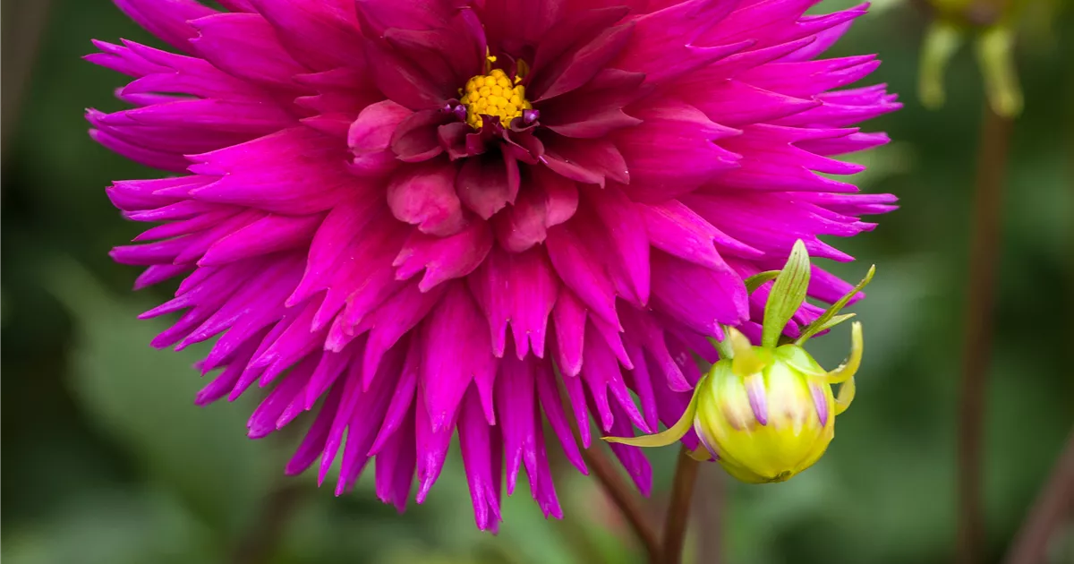 Kaktus-Dahlie 'Ambition' Pflanze, Pflege & Tipps  Floragard