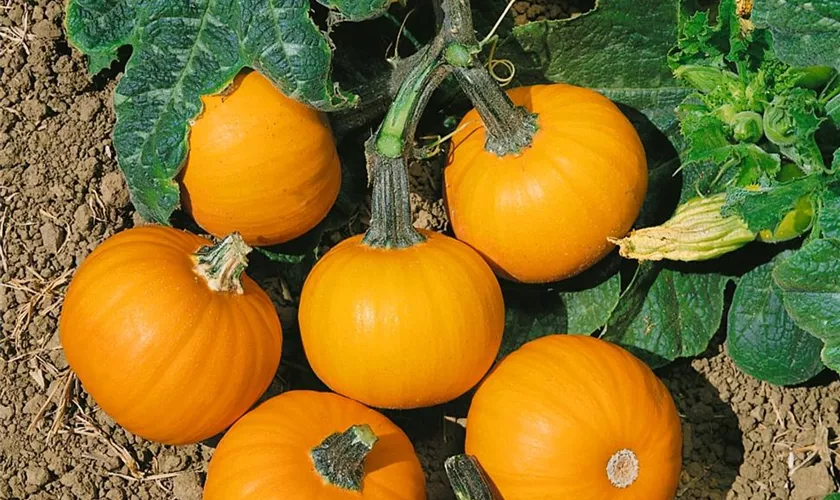 Speisekürbis 'Sunny Hokkaido'