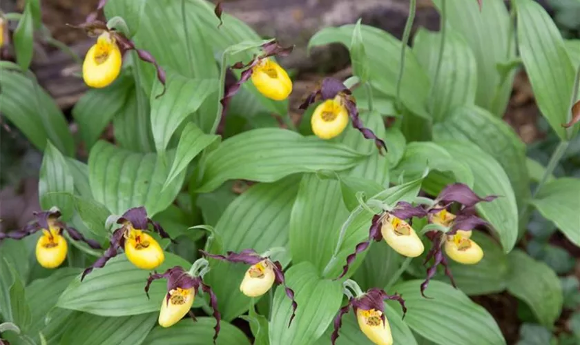 Garten-Frauenschuh 'Michael'