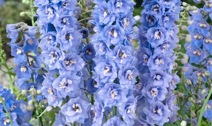 Rittersporn 'Magic Fountain Blue'