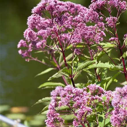 Eupatorium fistulosum 'Humble'