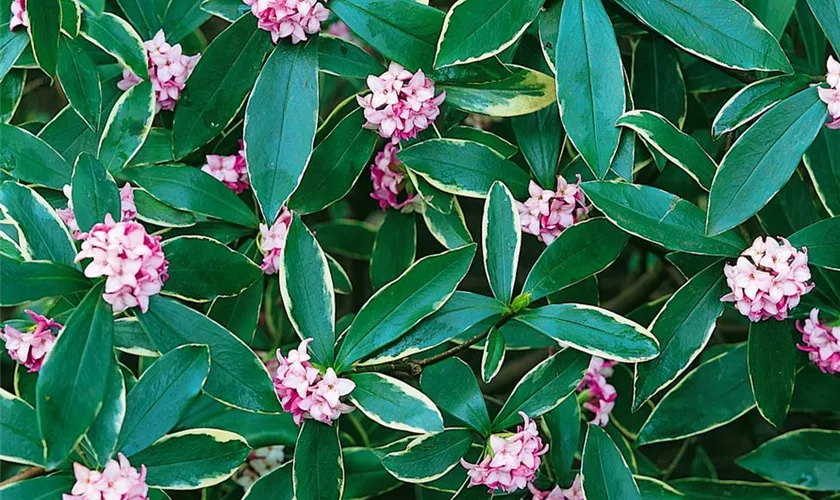 Winter Seidelbast 'Marianni'