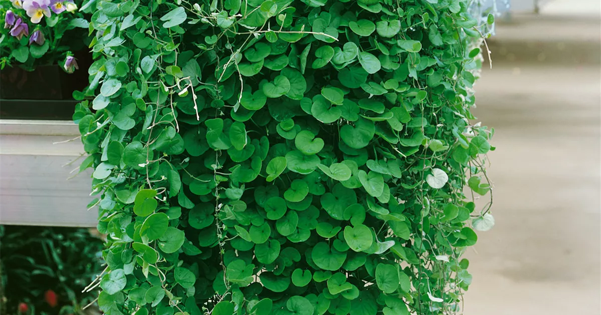 Dichondra argentea 'Emerald Falls' Pflanze, Pflege & Tipps  Floragard