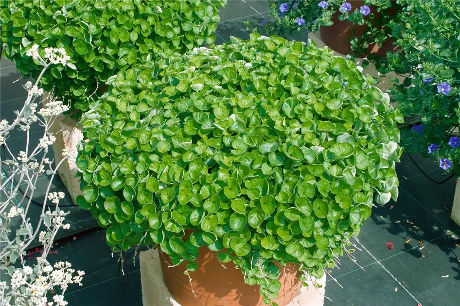 Dichondra argentea 'Emerald Falls' Pflanze, Pflege & Tipps  Floragard