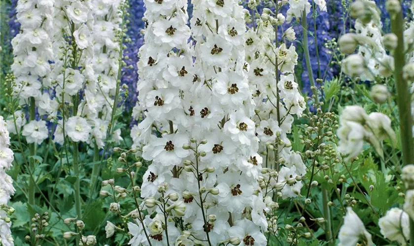 Pacific-Garten-Rittersporn 'Percival'