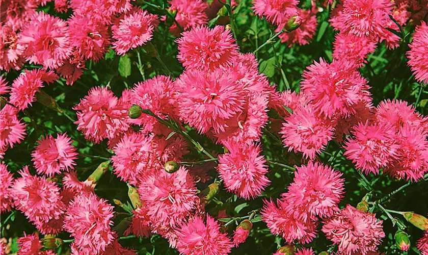 Nelke 'Colores® Dulce'