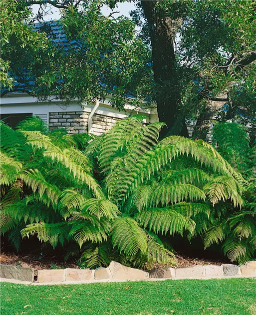 Australischer Baumfarn Pflanze, Pflege & Tipps  Floragard