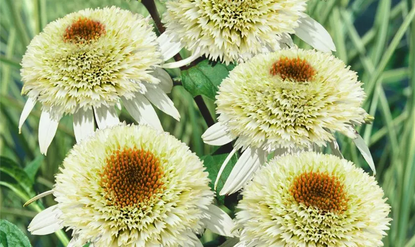 Garten-Scheinsonnenhut 'Milkshake'