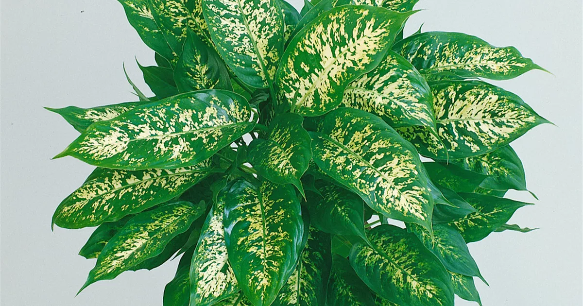 Dieffenbachia maculata 'Compacta' Pflanze, Pflege & Tipps  Floragard