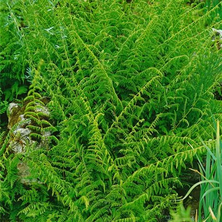 Cystopteris bulbifera