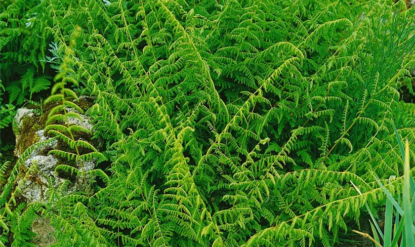 Gezähnter Garten-Blasenfarn