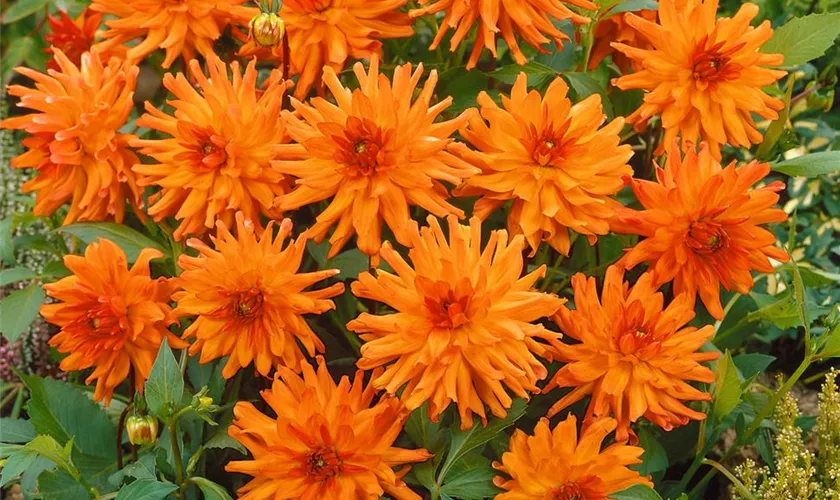 Semikaktus-Dahlie 'Orange Pygmy'