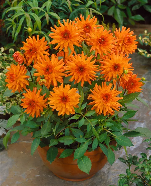 Dahlia 'Orange Pygmy' Pflanze, Pflege & Tipps  Floragard