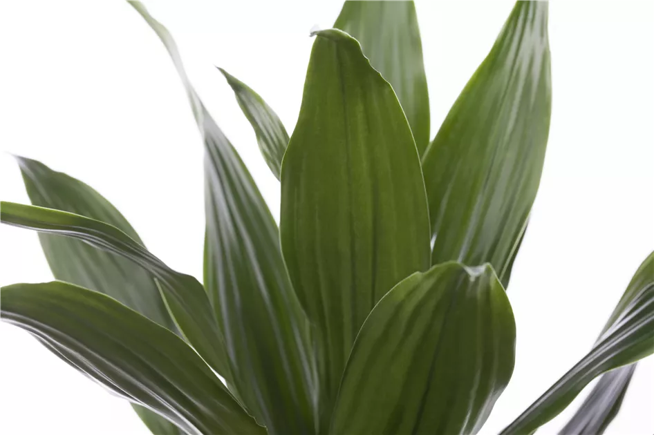 Drachenbaum Pflanze, Pflege & Tipps  Floragard