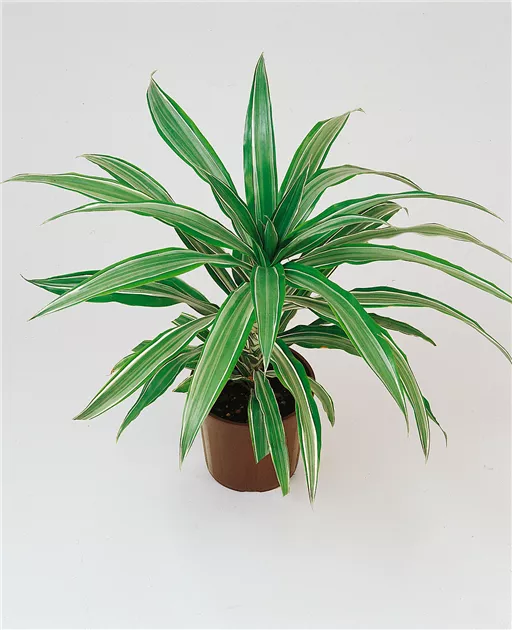 Drachenbaum Pflanze, Pflege & Tipps  Floragard