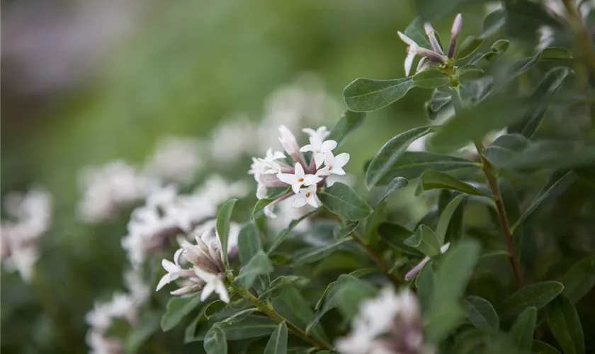 Seidelbast 'Eternal Fragrance'