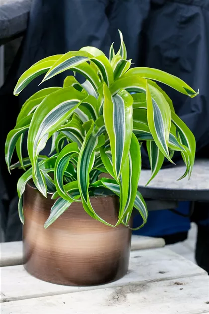 dracaena sanderiana victory Dracaena sanderiana, white  Mari's Gardens