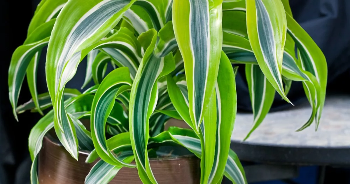 Drachenbaum 'Burley' Pflanze, Pflege & Tipps  Floragard