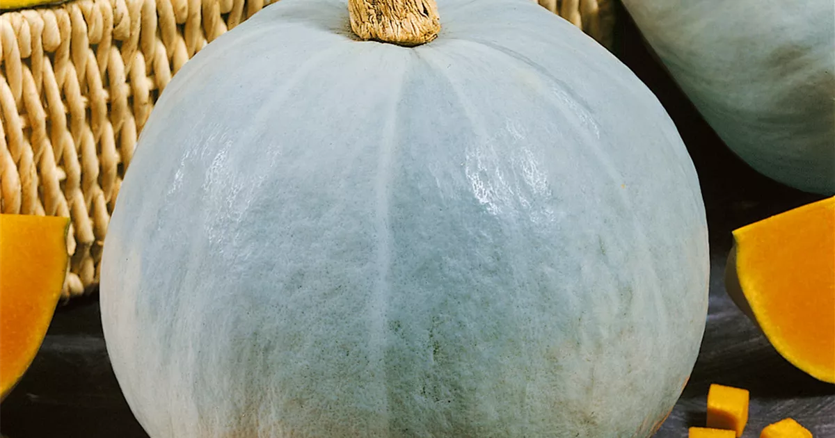 Cucurbita maxima 'Blue Ballet' Pflanze, Pflege & Tipps Floragard