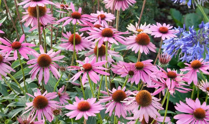Garten-Scheinsonnenhut 'Rubinstern'