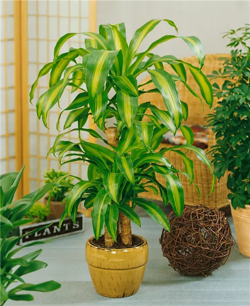 Drachenbaum 'Cintho' Pflanze, Pflege & Tipps  Floragard