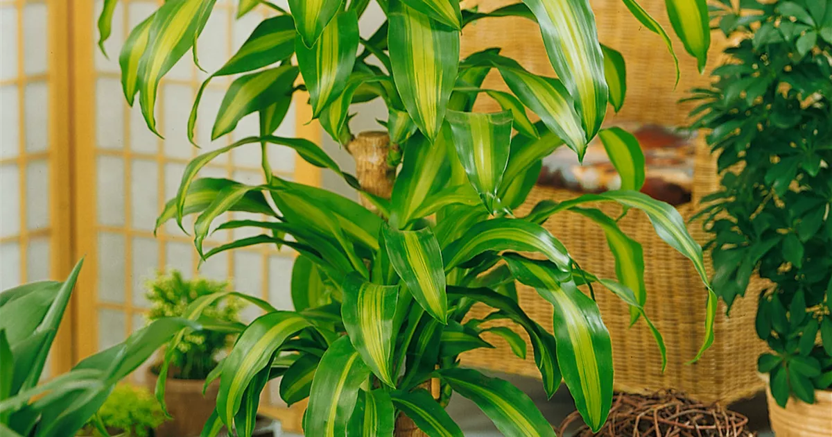 Drachenbaum 'Cintho' Pflanze, Pflege & Tipps  Floragard