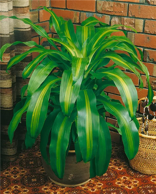 Drachenbaum 'Dorado' Pflanze, Pflege & Tipps  Floragard