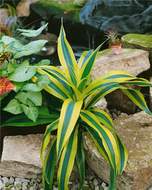 Drachenbaum 'Dorado' Pflanze, Pflege & Tipps  Floragard
