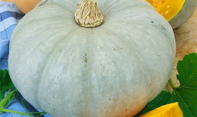 Speisekürbis 'Marble'