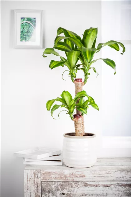 Drachenbaum 'Yellow Coast' Pflanze, Pflege & Tipps  Floragard