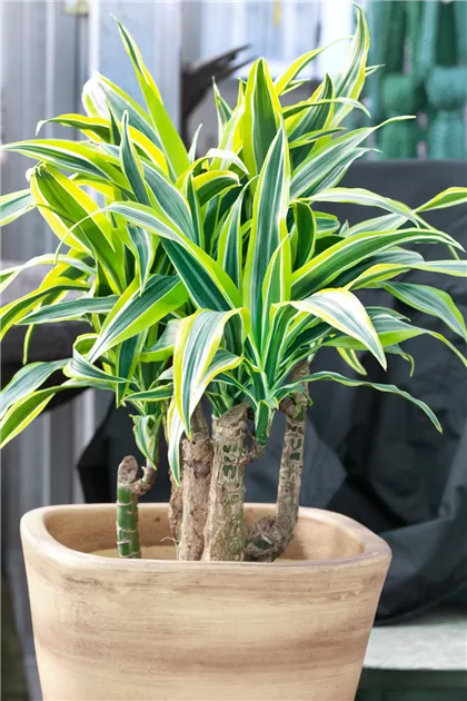 Drachenbaum 'Gold' Pflanze, Pflege & Tipps  Floragard