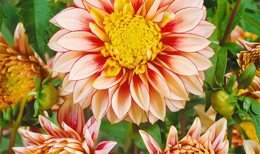Dahlia 'Polka'