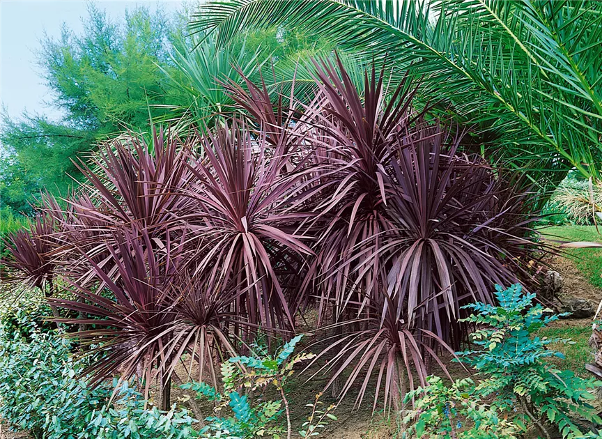 Drachenbaum 'Red Star' Pflanze, Pflege & Tipps  Floragard