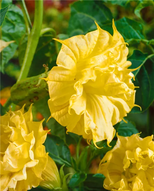 Datura metel, Stamm Pflanze, Pflege & Tipps  Floragard