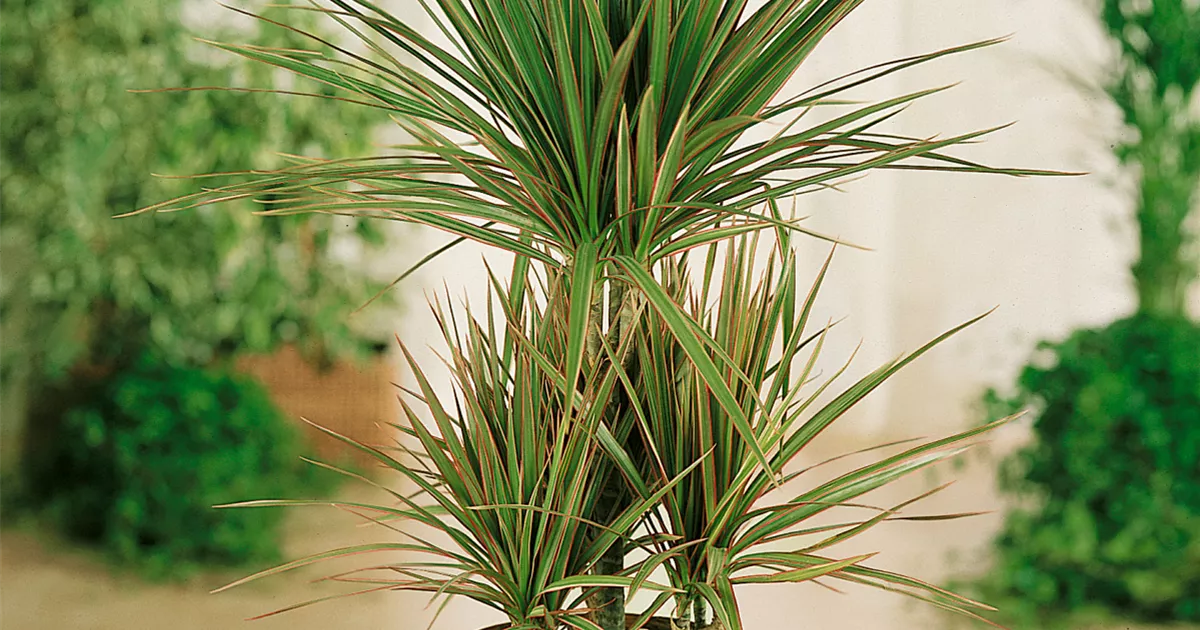 Drachenbaum 'Tricolor' Pflanze, Pflege & Tipps  Floragard