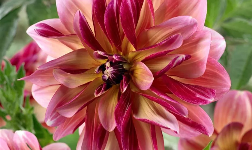 Dahlia 'Dark Butterfly'