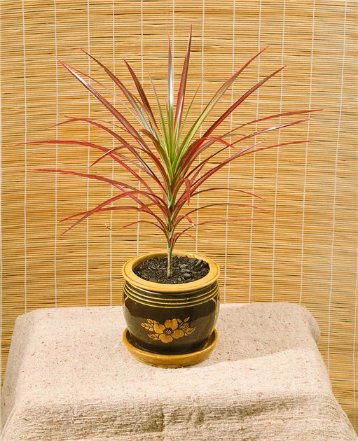 Drachenbaum 'Tricolor' Pflanze, Pflege & Tipps  Floragard