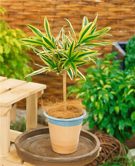 dracena colorama Dracaena marginata 'Colorama' (6