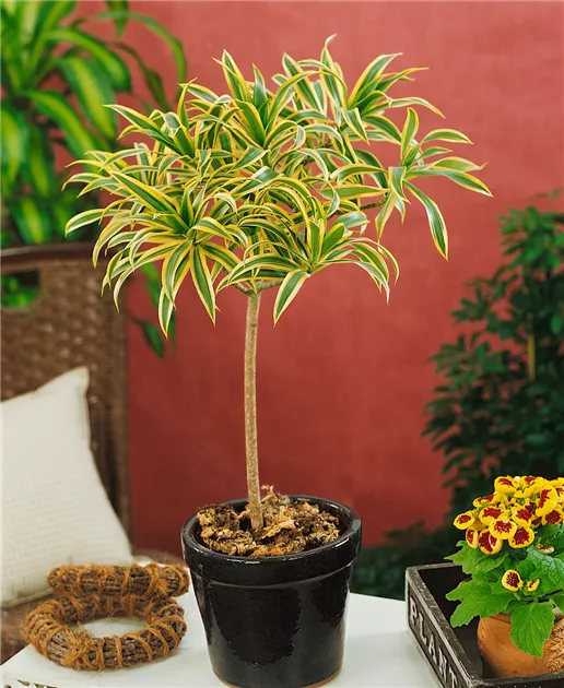 Drachenbaum 'Song of India' Pflanze, Pflege & Tipps  Floragard