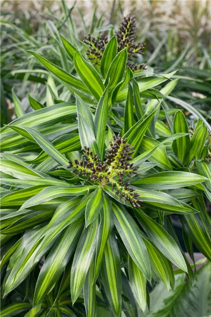 Drachenbaum 'Rikki' Pflanze, Pflege & Tipps  Floragard