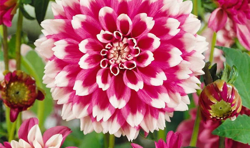 Gefranste Dahlie 'Fuzzu Wuzzy'