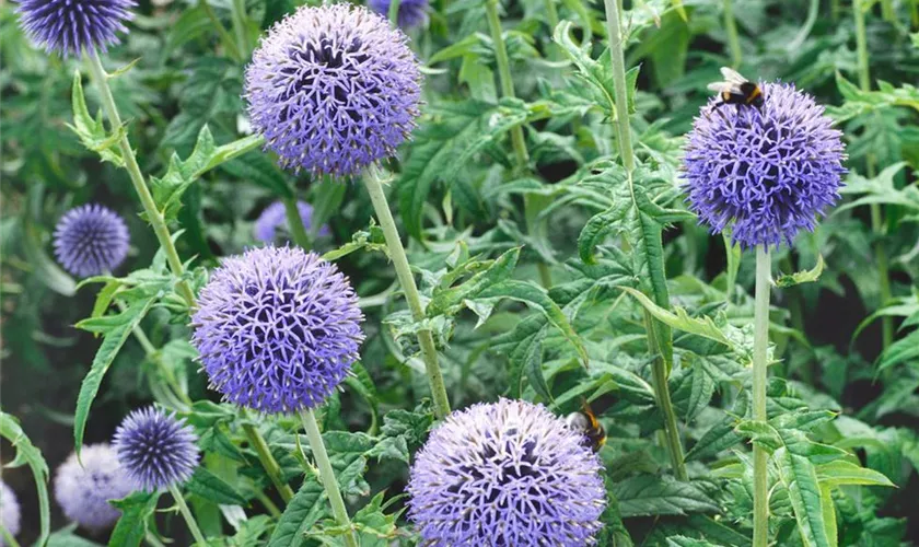 Echinops bannaticus