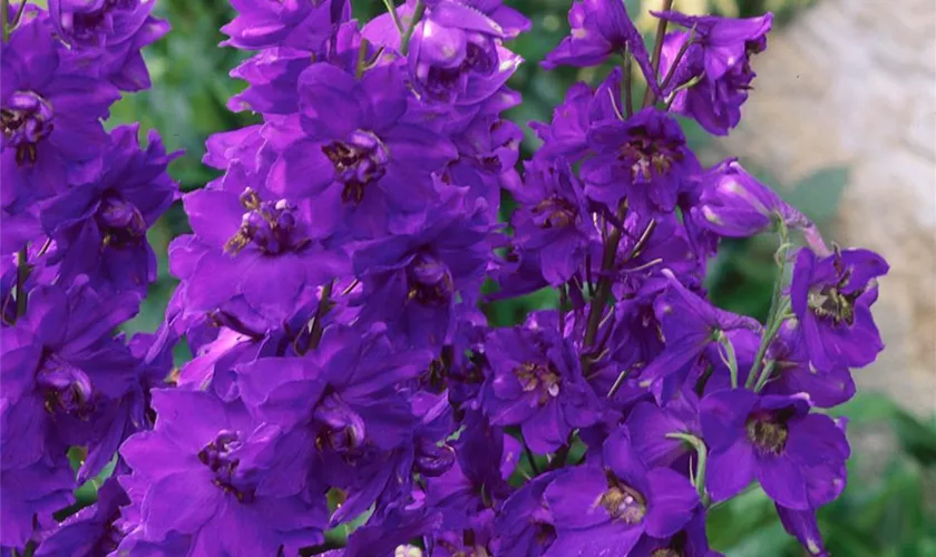 Delphinium x elatum 'Purple Passion'