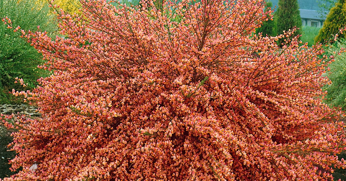gypsophila plants 1 Bare Root main image 0
