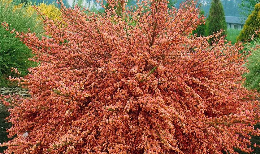 Cytisus scoparius 'Frisia'