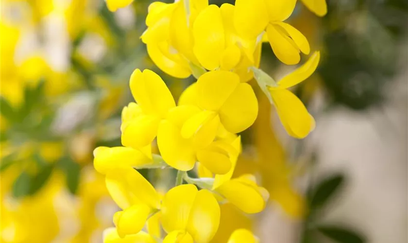 Cytisus scoparius 'Gelber Funke'