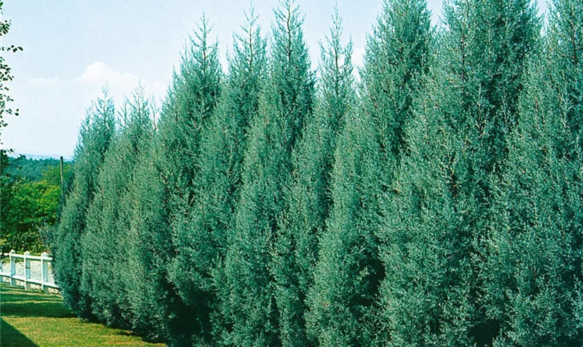 Arizona-Zypresse 'Pyramidalis'