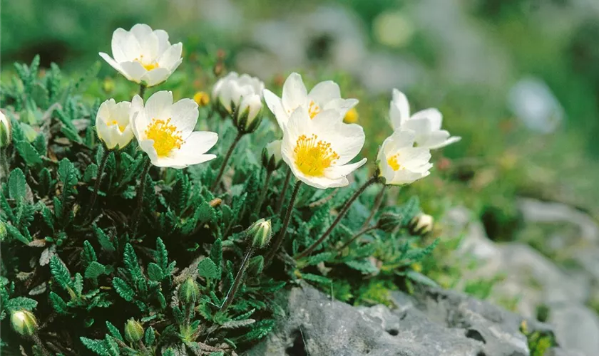 Weiße Silberwurz 'Silberteppich'